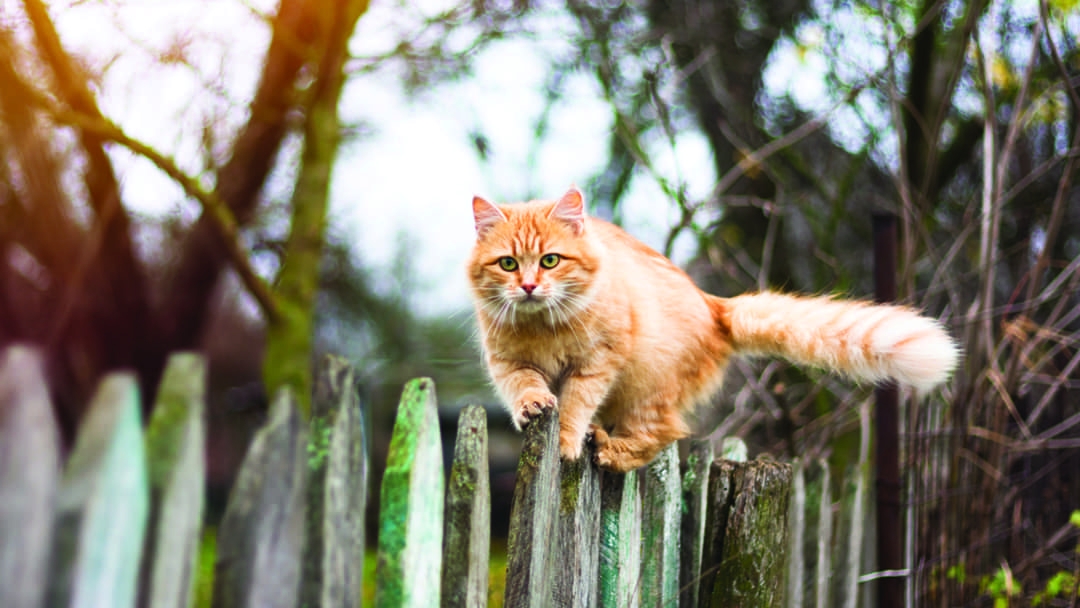 La Guida Su Come Addomesticare Un Gatto Randagio Purina